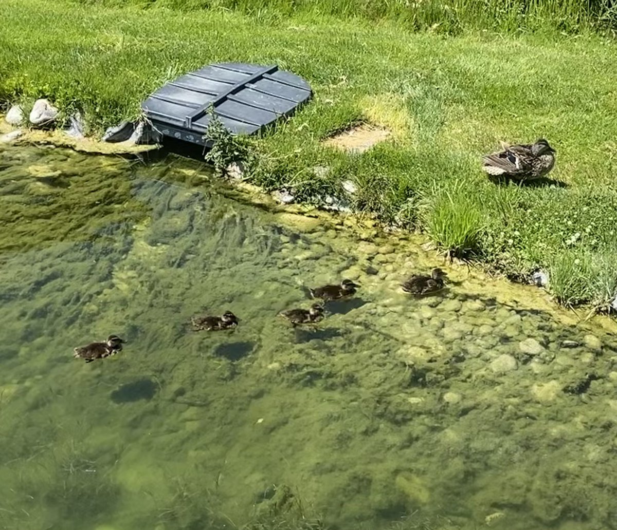 I really enjoy these ducks hanging out near(ish) <a href="/bozchron/">Bozeman Daily Chronicle</a>