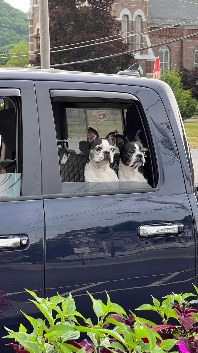 Pacman1980_'s tweet photo. Can't buy crypto so lets take the dogs for ice cream. Hopefully soon #vgxcommunity #VGXheroes @investvoyager @Ehrls15 https://t.co/2ZH2OZvuAC