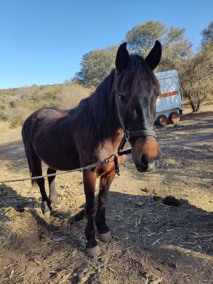 Sin_Estribo's tweet photo. #Cayetana rescatada de las calles de esta Córdoba retrógrada que insiste en fomentar el uso de carros tirados por caballos. Seguiremos luchando para que esto se termine de una buena vez! Gracias a todos. #SinEstribo https://t.co/4PoPKVTSXO