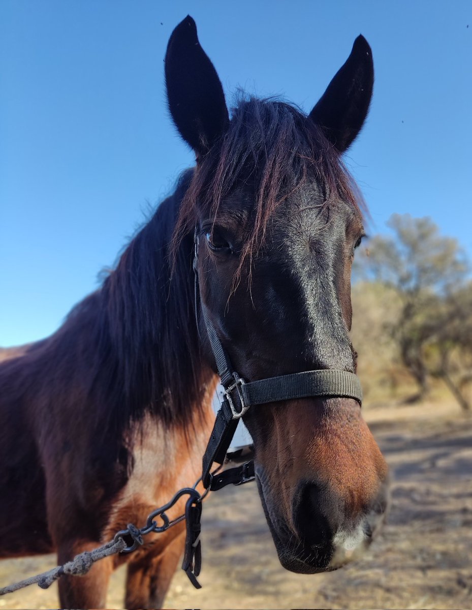 Sin_Estribo's tweet photo. #Cayetana rescatada de las calles de esta Córdoba retrógrada que insiste en fomentar el uso de carros tirados por caballos. Seguiremos luchando para que esto se termine de una buena vez! Gracias a todos. #SinEstribo https://t.co/4PoPKVTSXO