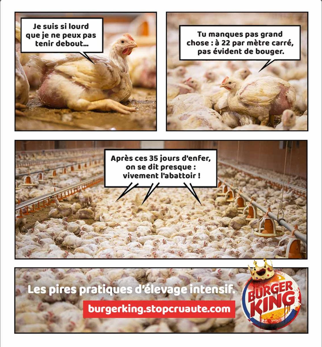 animaliste14's tweet photo. @BurgerKingFR Cette image est peut-être parodique mais elle exprime un engagement que vous n'avez toujours pas voulu prendre concernant les poulets que vous utilisez. Quand comptez vous réagir face à cette souffrance inutile ? #europeanchickencommitment #StopCruauté https://t.co/iRc3tZgHDk