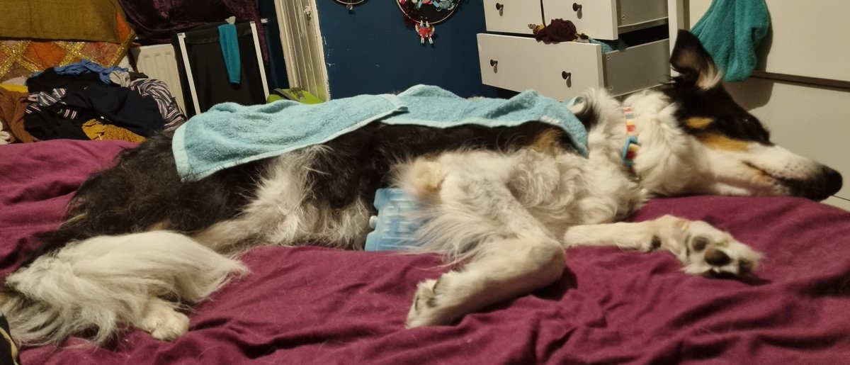 This is my doggo, calmly stretched out under 2 semi frozen wet face cloths and with a chilled picnic cooler under her belly. Creative ways to keep the dog cool in a heat wave... what you can't see is I'm doing the same thing.... just incase anyone was needing ideas...