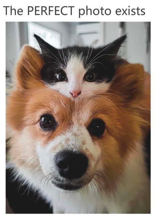 WholesomeMemes (@wholesomememe) on Twitter photo 