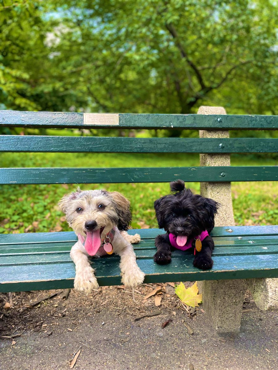 We just hit 500 followers!

Thank you so much for the #puppylove, #DogsofTwittter!
#PrimeDay