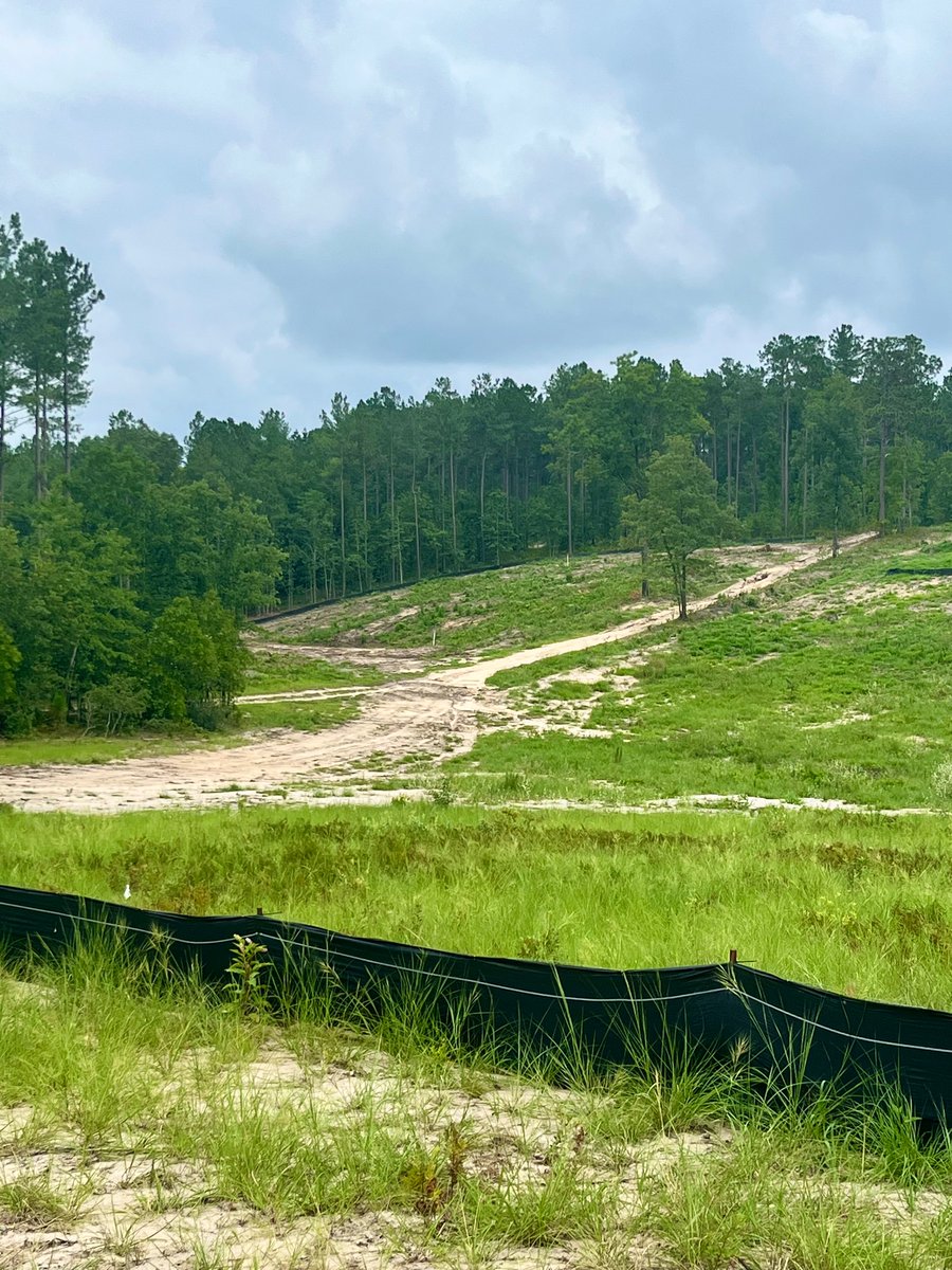 With all the shaping on 1-5, 16, and 17, it’s easy to forget about holes that haven’t been touched yet. Here is 8 tee shot (with my yellow marker poorly denoting green in the distance), and a second photo of the green site, with 9 tee above and to the right