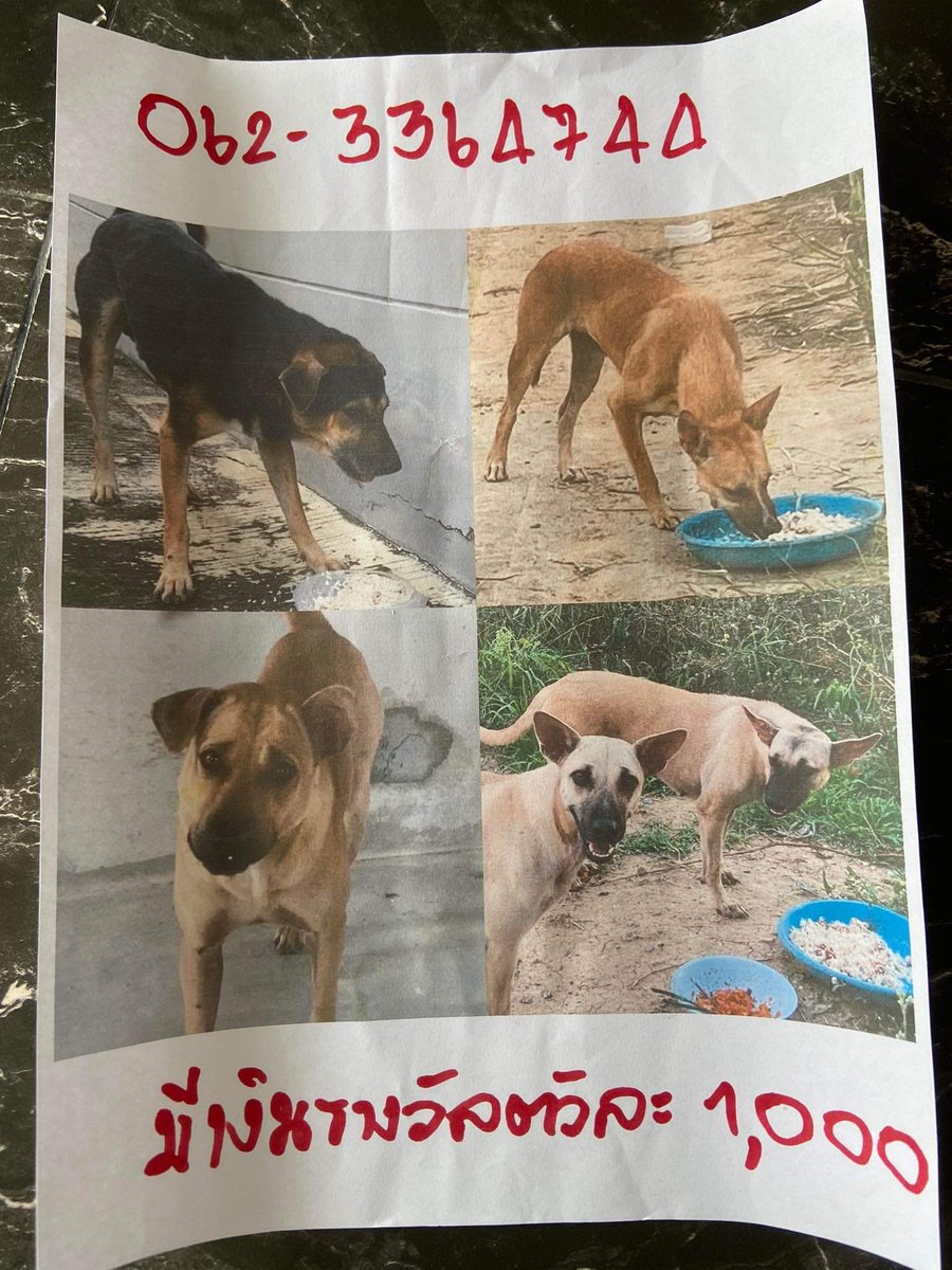 maiiiimm's tweet image. มีพี่ใจดีได้ช่วยน้องเอาไว้ก็เลยเอาไปฝากเลี้ยง โดยจ่ายเงินให้เป็นรายเดือน​ แต่ตอนนี้น้องได้หายไป​ น้องไม่คุ้นเคย​ที่ต้องโดนขังไว้​ เลยพากันแหกรั้วบ้านออกมากัน​ ตอนนี้ทางฝากดูแลไม่รับผิดชอบเลย​ เลยจะมาตามหาน้องเองค่ะ​​ ใครพบเจอ​มีรางวัลให้นะคะ​ #JacksonWangXTheMATCH #มิลลิ #แมนยู