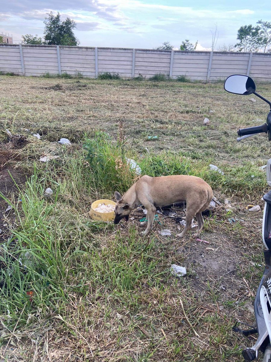 maiiiimm's tweet image. มีพี่ใจดีได้ช่วยน้องเอาไว้ก็เลยเอาไปฝากเลี้ยง โดยจ่ายเงินให้เป็นรายเดือน​ แต่ตอนนี้น้องได้หายไป​ น้องไม่คุ้นเคย​ที่ต้องโดนขังไว้​ เลยพากันแหกรั้วบ้านออกมากัน​ ตอนนี้ทางฝากดูแลไม่รับผิดชอบเลย​ เลยจะมาตามหาน้องเองค่ะ​​ ใครพบเจอ​มีรางวัลให้นะคะ​ #JacksonWangXTheMATCH #มิลลิ #แมนยู