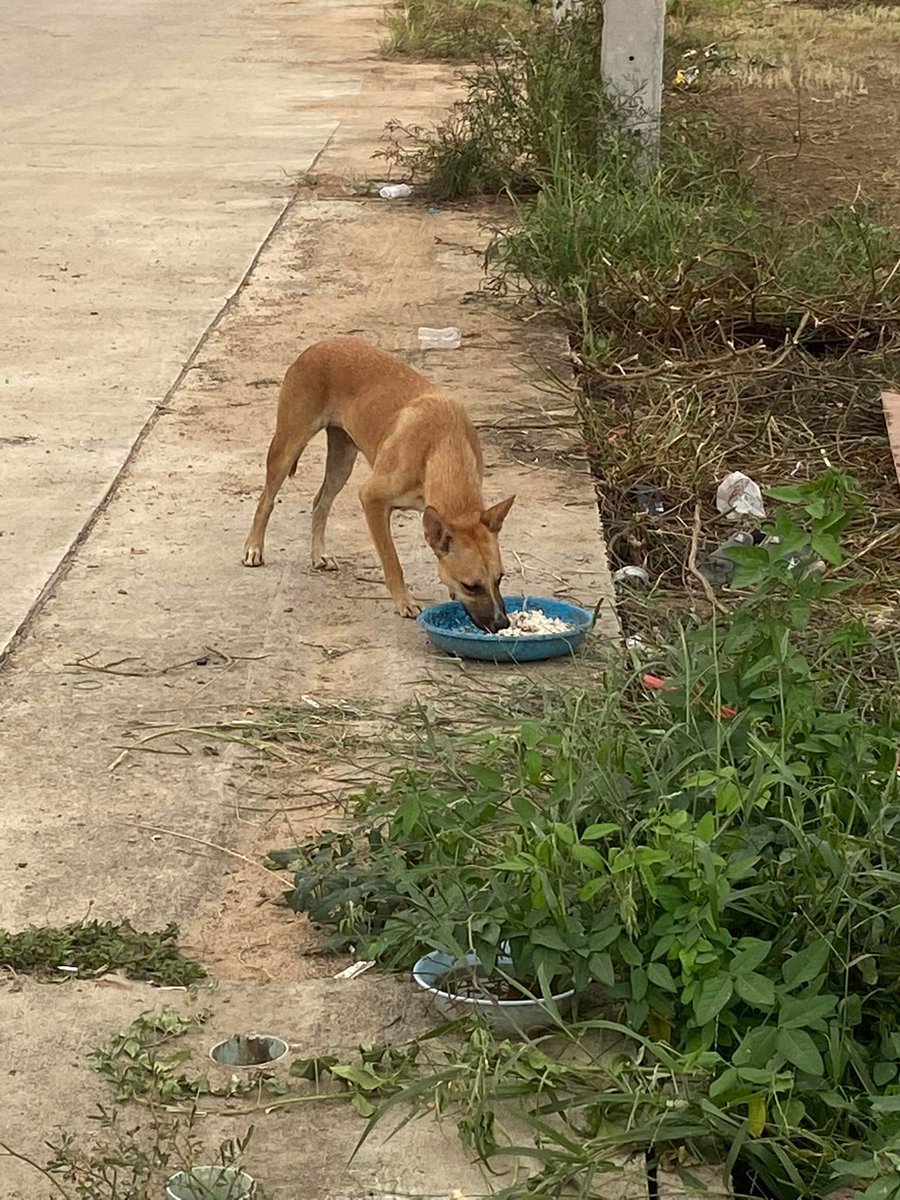 maiiiimm's tweet image. มีพี่ใจดีได้ช่วยน้องเอาไว้ก็เลยเอาไปฝากเลี้ยง โดยจ่ายเงินให้เป็นรายเดือน​ แต่ตอนนี้น้องได้หายไป​ น้องไม่คุ้นเคย​ที่ต้องโดนขังไว้​ เลยพากันแหกรั้วบ้านออกมากัน​ ตอนนี้ทางฝากดูแลไม่รับผิดชอบเลย​ เลยจะมาตามหาน้องเองค่ะ​​ ใครพบเจอ​มีรางวัลให้นะคะ​ #JacksonWangXTheMATCH #มิลลิ #แมนยู