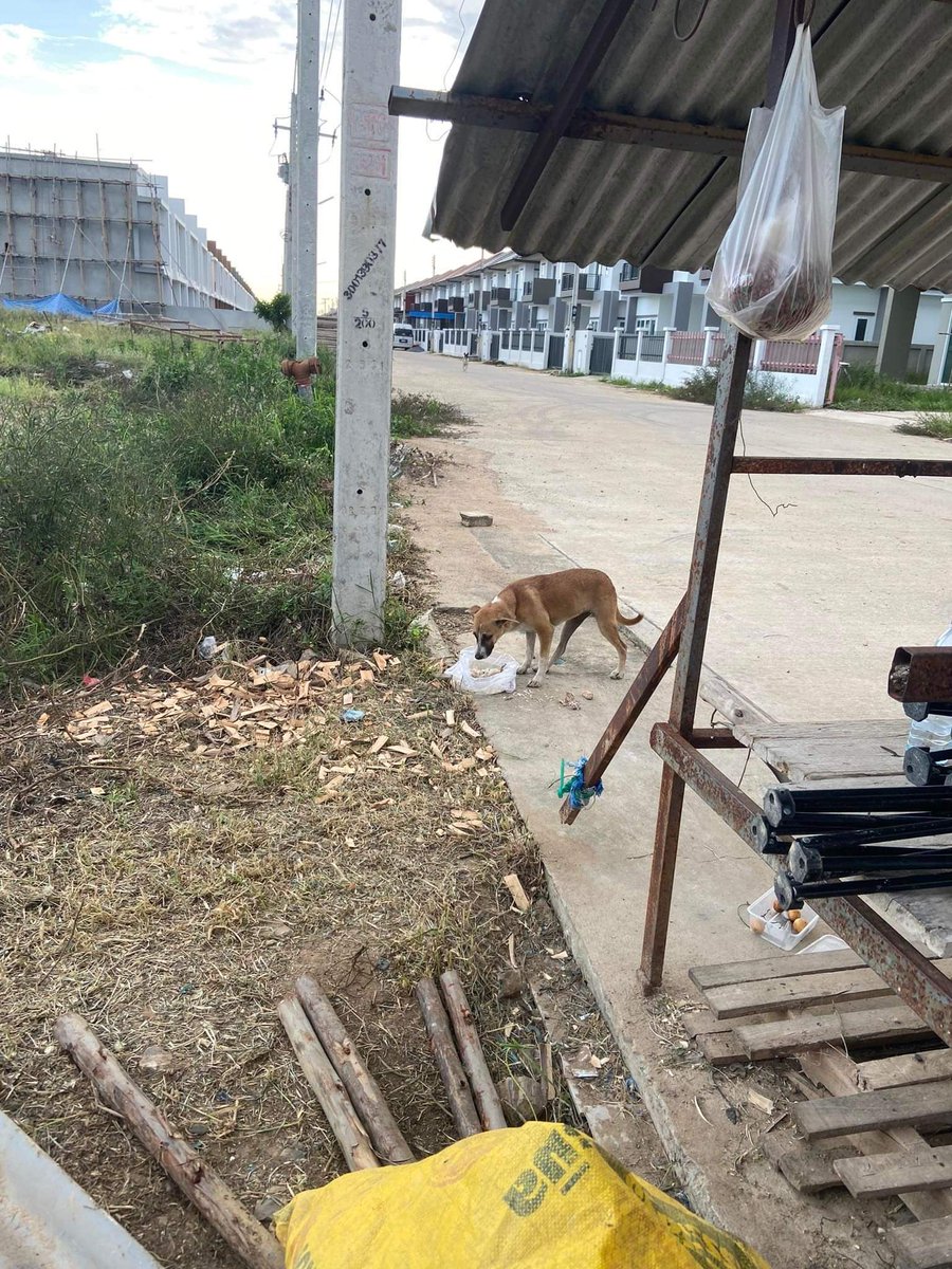 maiiiimm's tweet image. มีพี่ใจดีได้ช่วยน้องเอาไว้ก็เลยเอาไปฝากเลี้ยง โดยจ่ายเงินให้เป็นรายเดือน​ แต่ตอนนี้น้องได้หายไป​ น้องไม่คุ้นเคย​ที่ต้องโดนขังไว้​ เลยพากันแหกรั้วบ้านออกมากัน​ ตอนนี้ทางฝากดูแลไม่รับผิดชอบเลย​ เลยจะมาตามหาน้องเองค่ะ​​ ใครพบเจอ​มีรางวัลให้นะคะ​ #JacksonWangXTheMATCH #มิลลิ #แมนยู