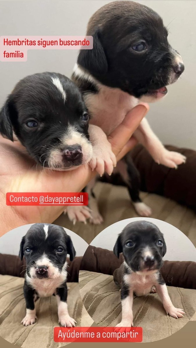 7DiegoFG's tweet photo. Estos perritos fueron encontrados en una caja y están buscando hogar. Si pueden adoptarlos o saben de alguien, por favor me contactan. Su ayuda compartiendo #adopta #perros #perritos https://t.co/aExQiI9zSx