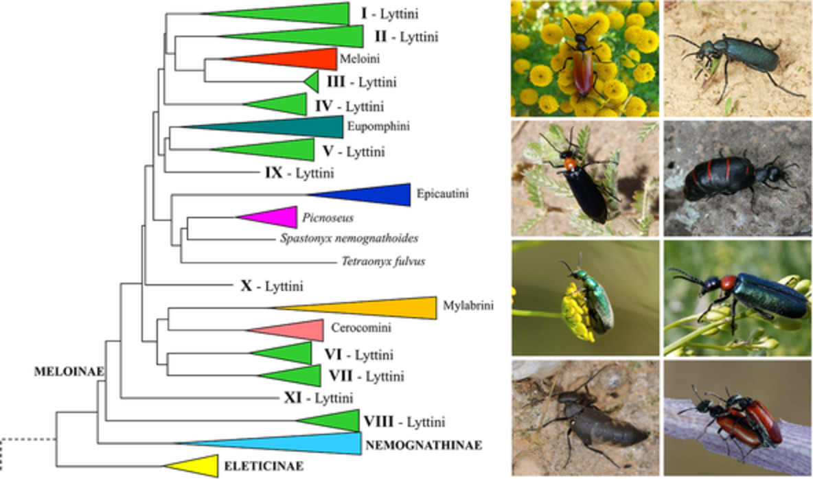 Systematic_Ent's tweet photo. #Multigene #phylogeny of blister #beetles (Coleoptera, Meloidae) reveals extensive #polyphyly of the tribe #Lyttini and allows redefining its boundaries
https://t.co/3DDZd3sWmE
#meloinae #molecular #phylogenetics #taxonomy https://t.co/z1AQBx0Knc