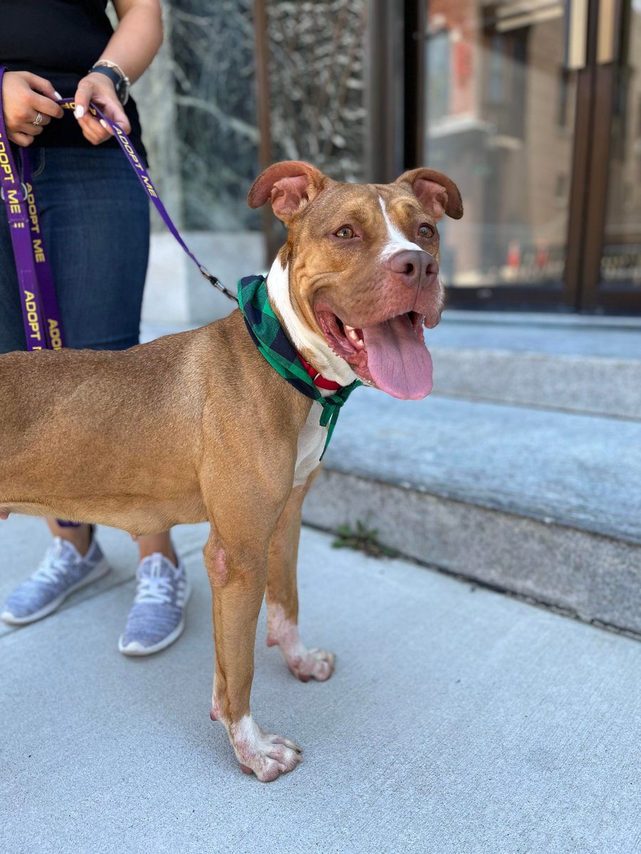 47abc's tweet photo. Look at these happy pups! On this week's Pets on the Plaza, @SarahAshNews introduces us to Olive and Hollister, both available for adoption through @WicomicoHumane 🐶 https://t.co/sUEtOFiRg9
