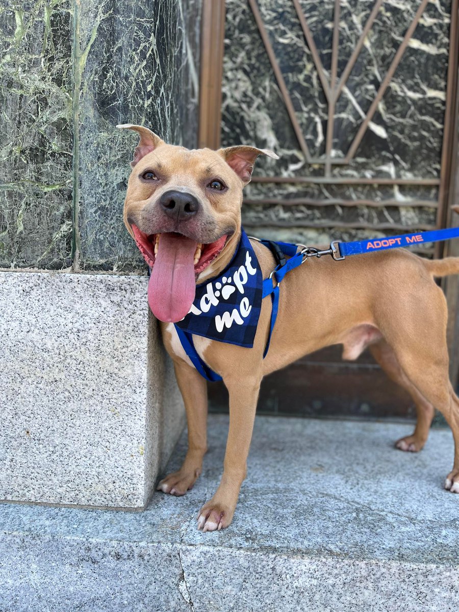 47abc's tweet photo. Look at these happy pups! On this week's Pets on the Plaza, @SarahAshNews introduces us to Olive and Hollister, both available for adoption through @WicomicoHumane 🐶 https://t.co/sUEtOFiRg9