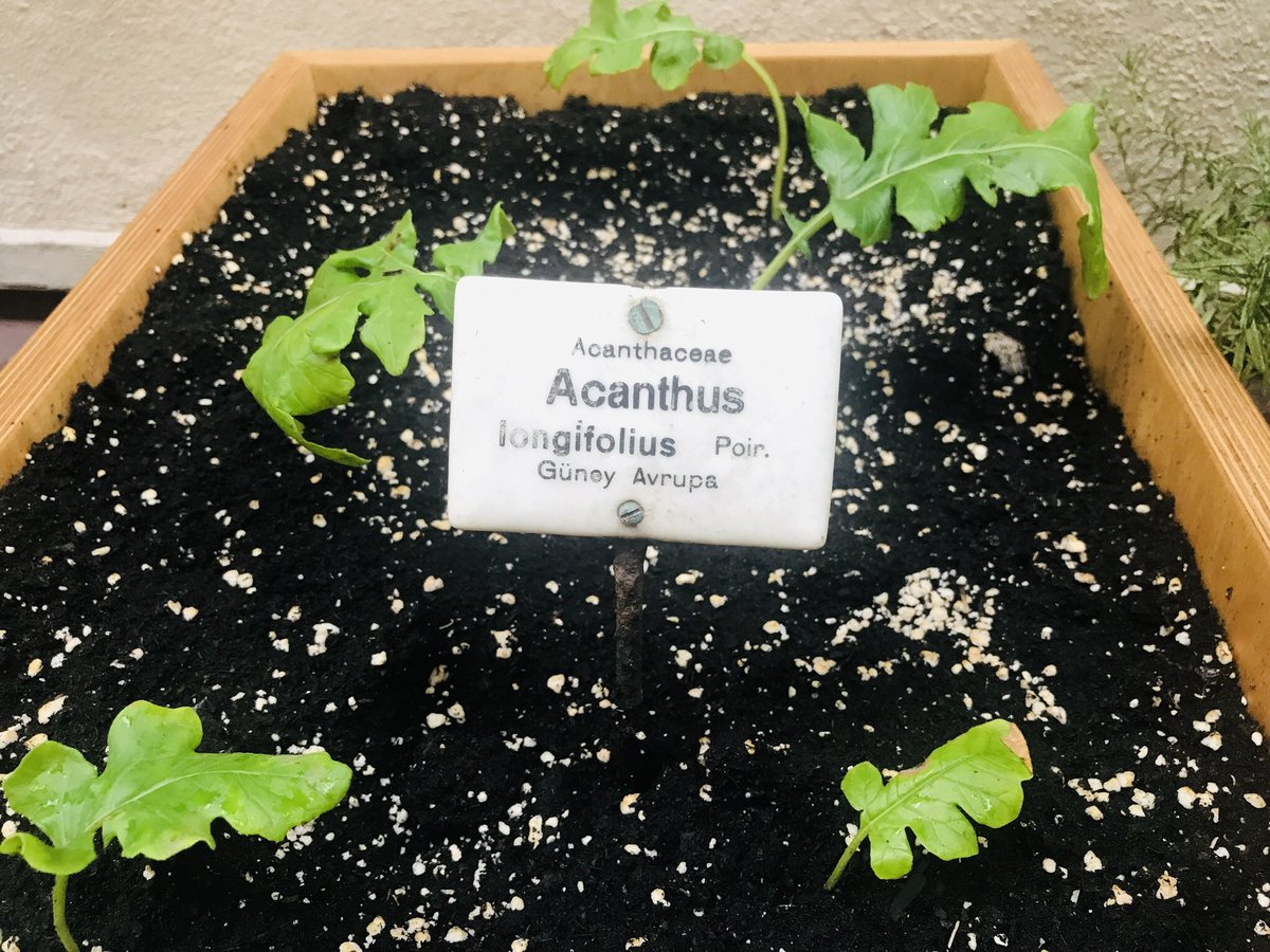 Daniela F Eisenstein tweet media