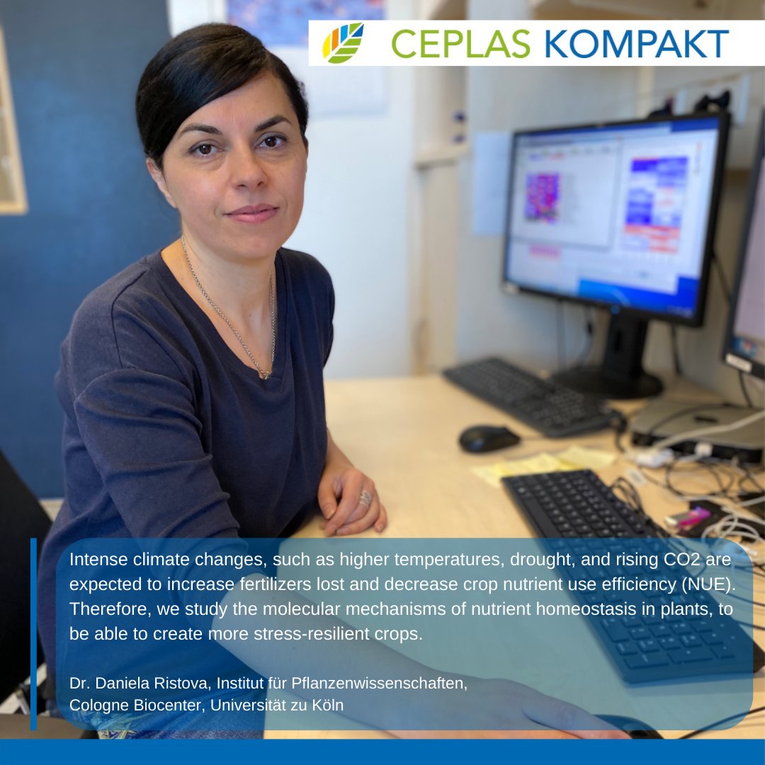 ceplas_1's tweet photo. 🔎In our new issue of #CEPLASkompakt CEPLAS member Daniela Ristova @DanielaRistova2 from @UniCologne talks about how she uses systems biology approaches for the development of stress-resistant crops!🌾🌱 #scicomm #wisskomm #PlantScience #plantsci https://t.co/3mtjB5KTUe