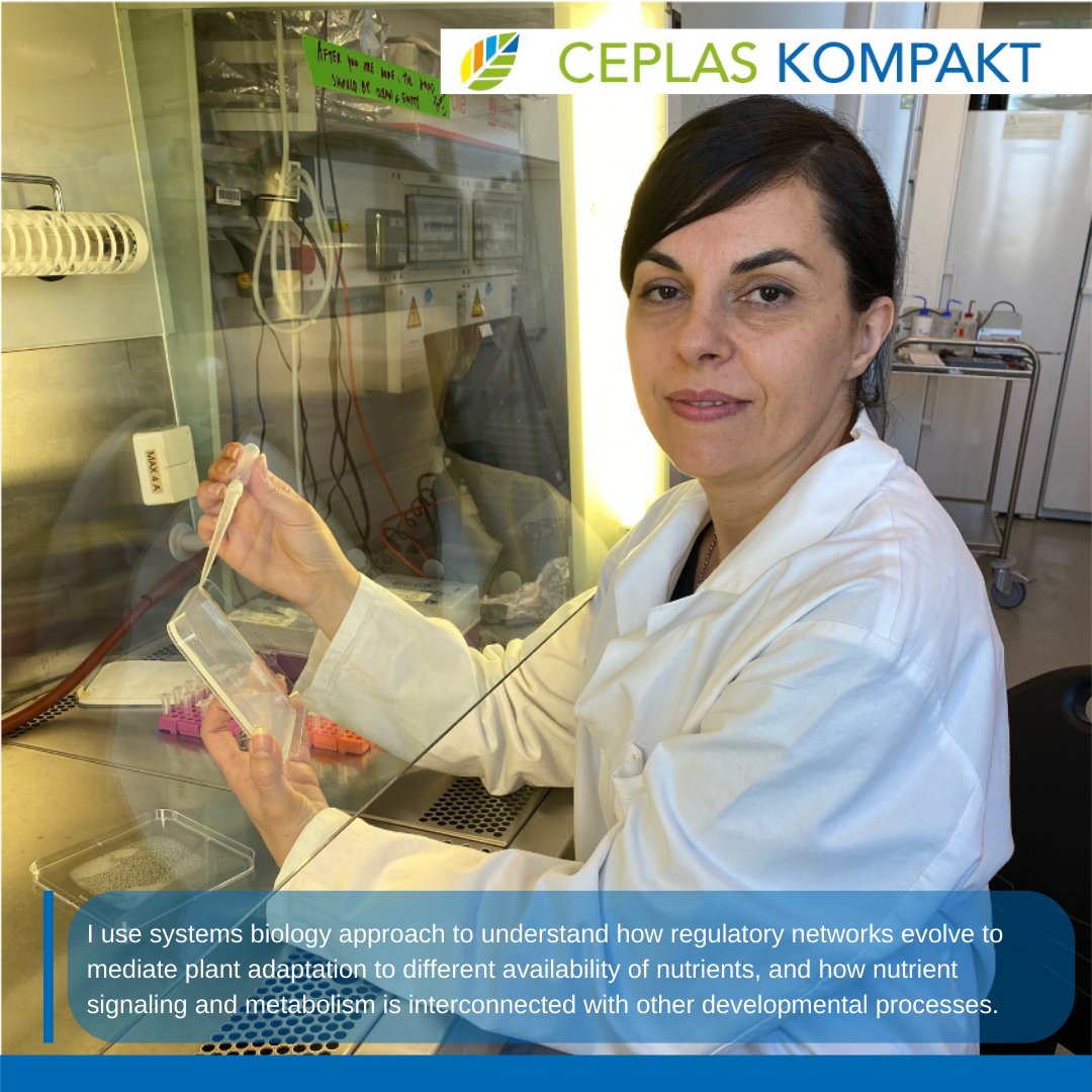 ceplas_1's tweet photo. 🔎In our new issue of #CEPLASkompakt CEPLAS member Daniela Ristova @DanielaRistova2 from @UniCologne talks about how she uses systems biology approaches for the development of stress-resistant crops!🌾🌱 #scicomm #wisskomm #PlantScience #plantsci https://t.co/3mtjB5KTUe