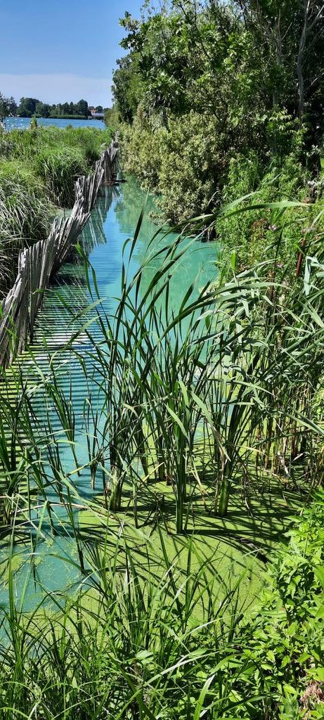 WNapBaukema's tweet photo. Mooi weer, zomerse temperaturen, maar helaas niet zwemmen bij het Kerkepad #papeneiland in #LangeraarsePlassen vanwege #Blauwalg #blauwwier https://t.co/l0udl03aSJ