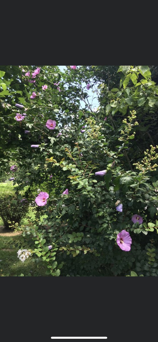 JoniKni56808241's tweet photo. Rose of Sharon is blooming. https://t.co/LonTrZbSaU