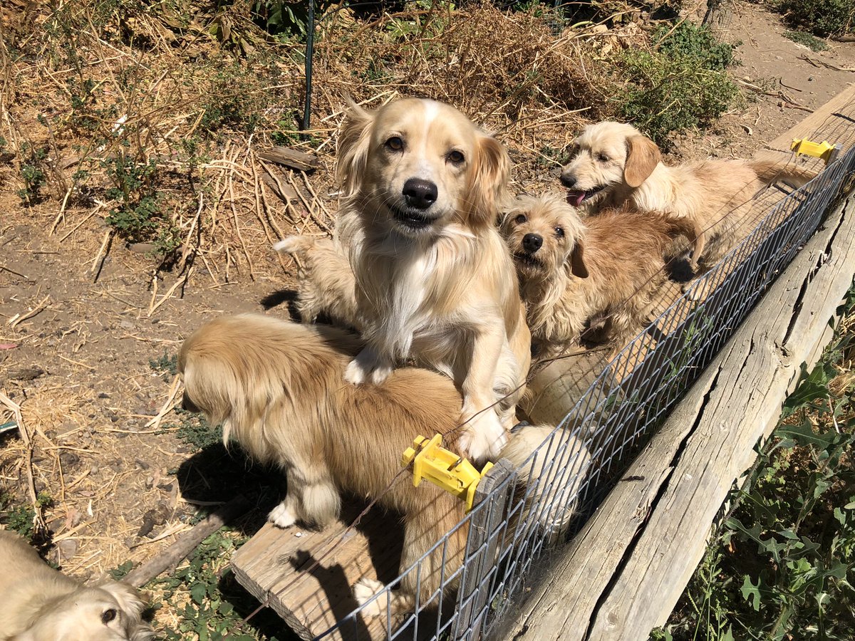Jholcombe13's tweet photo. 12 free golden retriever and stubby mixed pups in Davis area of CA. My sister is working off site and stumbled across them! She will deliver to the bay if needed! 

Let’s help find these babies some homes 🥹💜 https://t.co/SwnY9SOtae