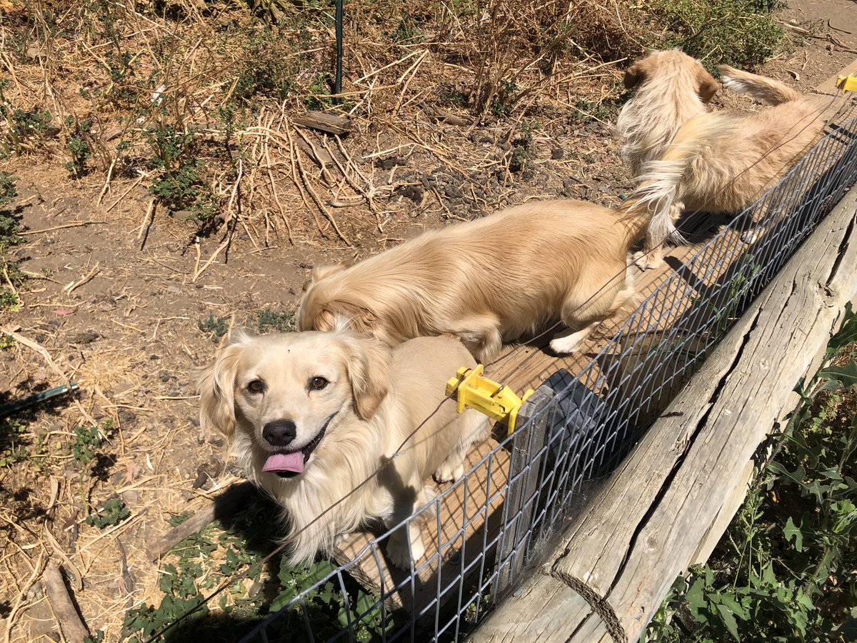 Jholcombe13's tweet photo. 12 free golden retriever and stubby mixed pups in Davis area of CA. My sister is working off site and stumbled across them! She will deliver to the bay if needed! 

Let’s help find these babies some homes 🥹💜 https://t.co/SwnY9SOtae