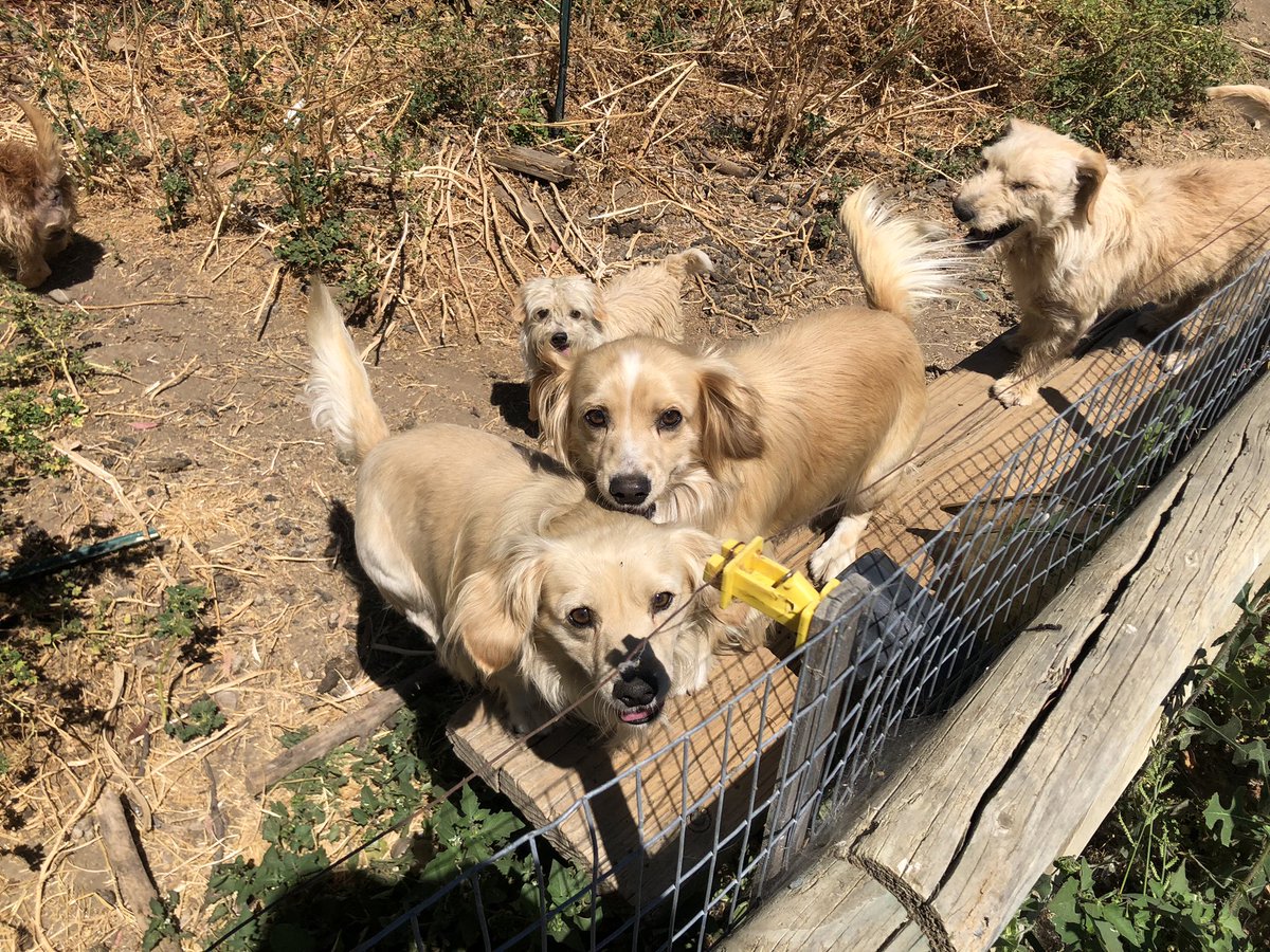 Jholcombe13's tweet photo. 12 free golden retriever and stubby mixed pups in Davis area of CA. My sister is working off site and stumbled across them! She will deliver to the bay if needed! 

Let’s help find these babies some homes 🥹💜 https://t.co/SwnY9SOtae