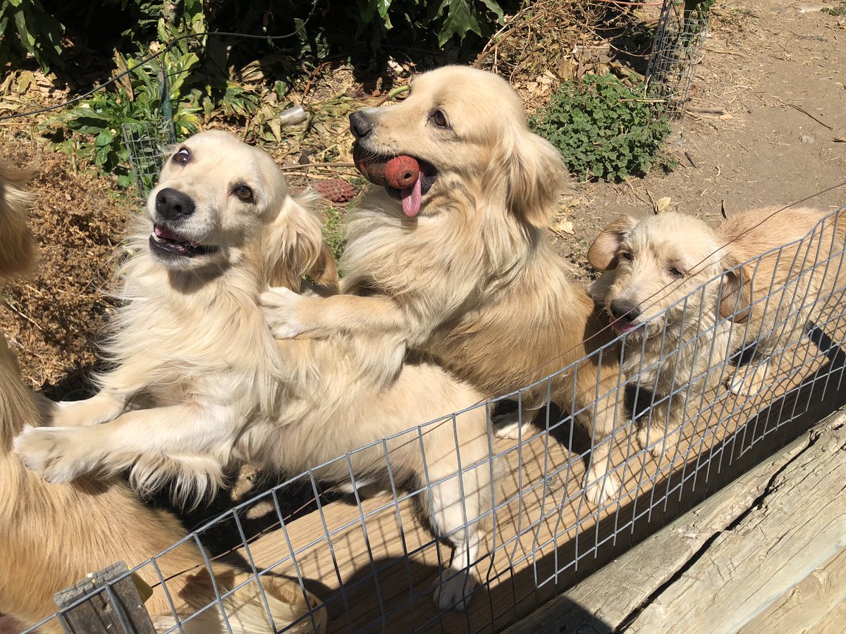Jholcombe13's tweet photo. 12 free golden retriever and stubby mixed pups in Davis area of CA. My sister is working off site and stumbled across them! She will deliver to the bay if needed! 

Let’s help find these babies some homes 🥹💜 https://t.co/SwnY9SOtae