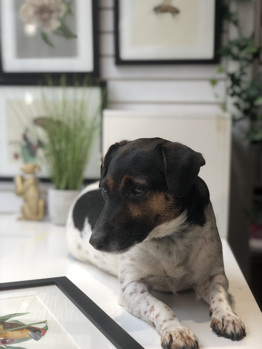 Today's the perfect time to change the window, and guess who's over-seeing the scheme! Our youngest member of staff Bettie is on hand to make sure all our beautiful stock goes in exactly the right place to give you a treat as you walk down the street!