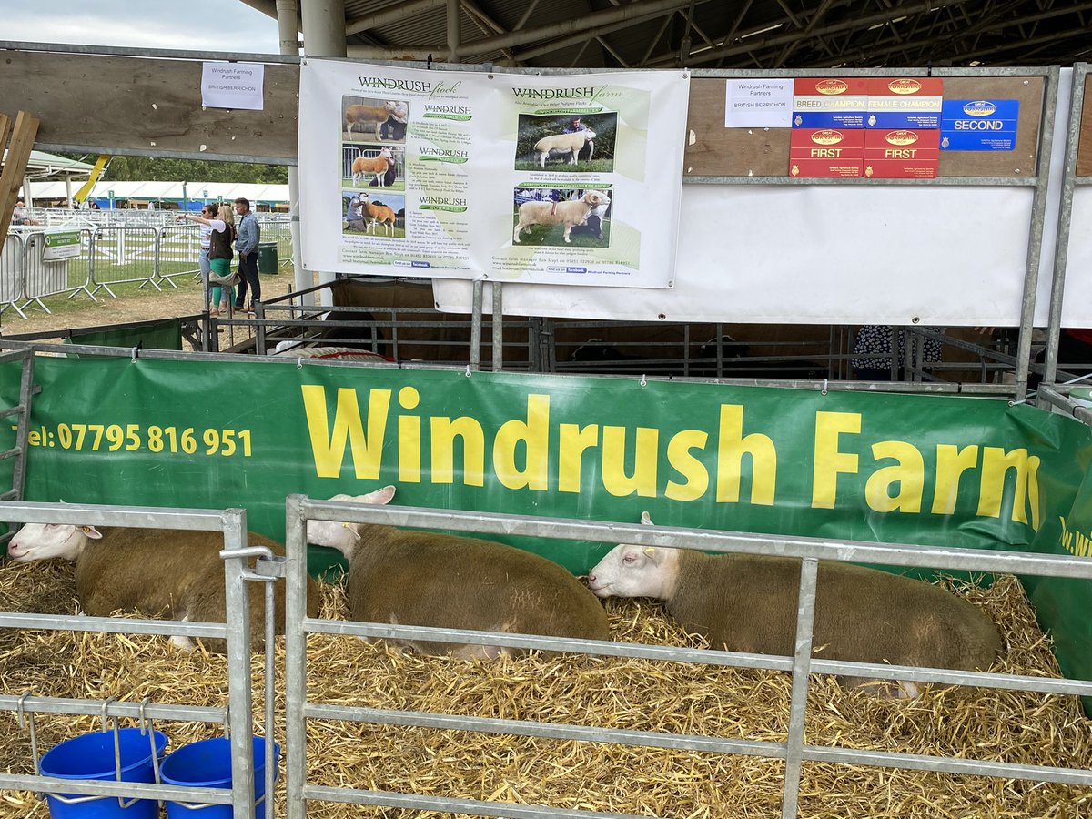 WindrushFarming's tweet photo. Brilliant day showing our select team of 3 Berrichon females @greatyorkshow. Delighted to take the breed championship with our homebred shearling gimmer Windrush Wildcat, fresh from her win at Devon County Show 🏆🌟🐑
Ewe lamb Windrush Yasmine also won her class🥇 https://t.co/O7UA8cExDr
