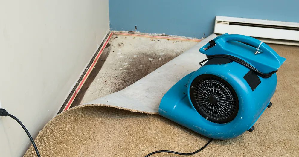 perceptivethngs's tweet photo. When you are in need of a company to restore your home after it has been ravaged by water damage, you want to know you’re working with a reliable partner.

Houstonites, here are some water damage restoration companies that you can trust:
https://t.co/JiYf7LC8Ga https://t.co/lOVt38luix