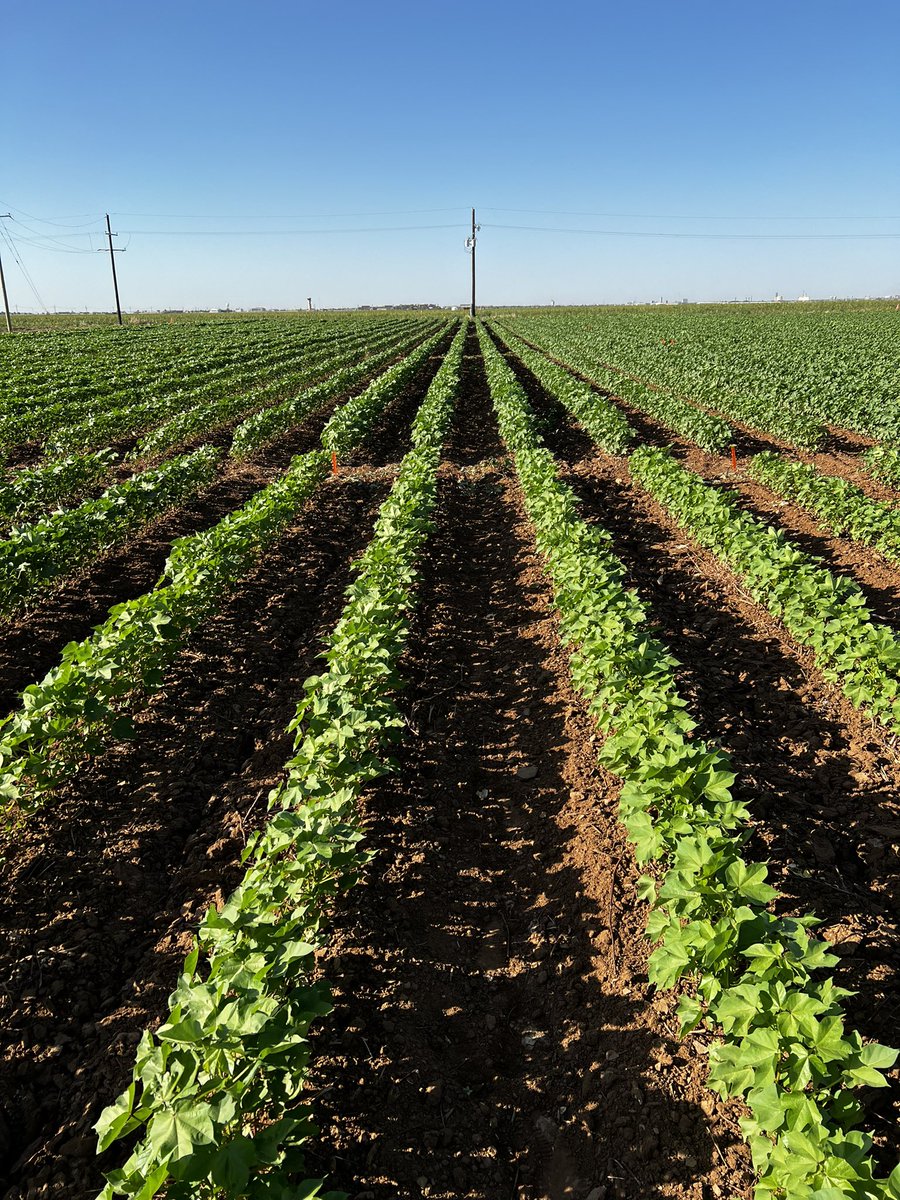 As a soil scientist, it is always exciting to see deficiency symptomology in nitrogen research. With this research we are optimizing nitrogen and phosphorus fertigation strategies using subsurface drip irrigation. #cotton #soilfertility
