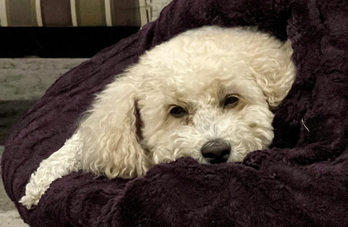 channelsmart's tweet photo. Our @JSGNOW Chief-Puppy-in-Charge has had an exhausting day here working to #savethechannel ! Time for #ecosystem dreams and #megacosm wishes!! https://t.co/BpDNQ0SfMO