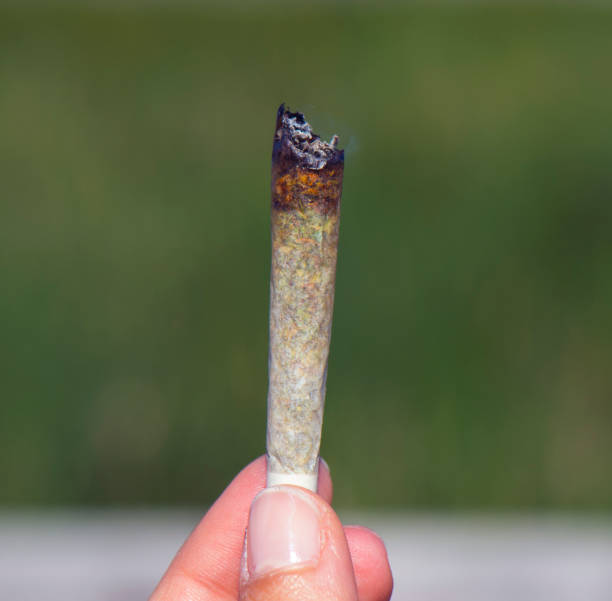 dripsportif's tweet image. LET ME NOTICE WEED LOVERS. ❤️