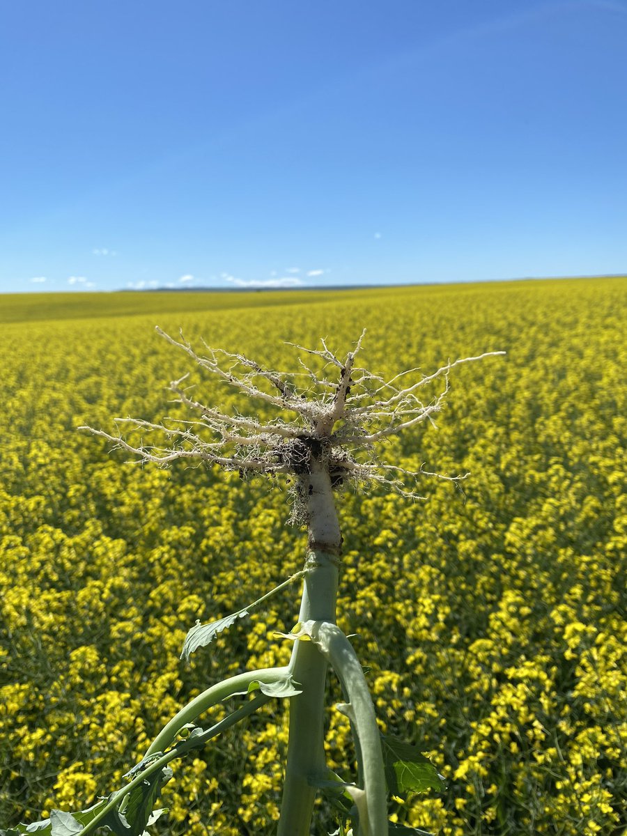 Crop360's tweet photo. With heat on the way, root development is key to help crops push through. I know which horse I'm betting on. 😳 #fertility #placement #Crop360Confirmed https://t.co/gdVxTw1xEu