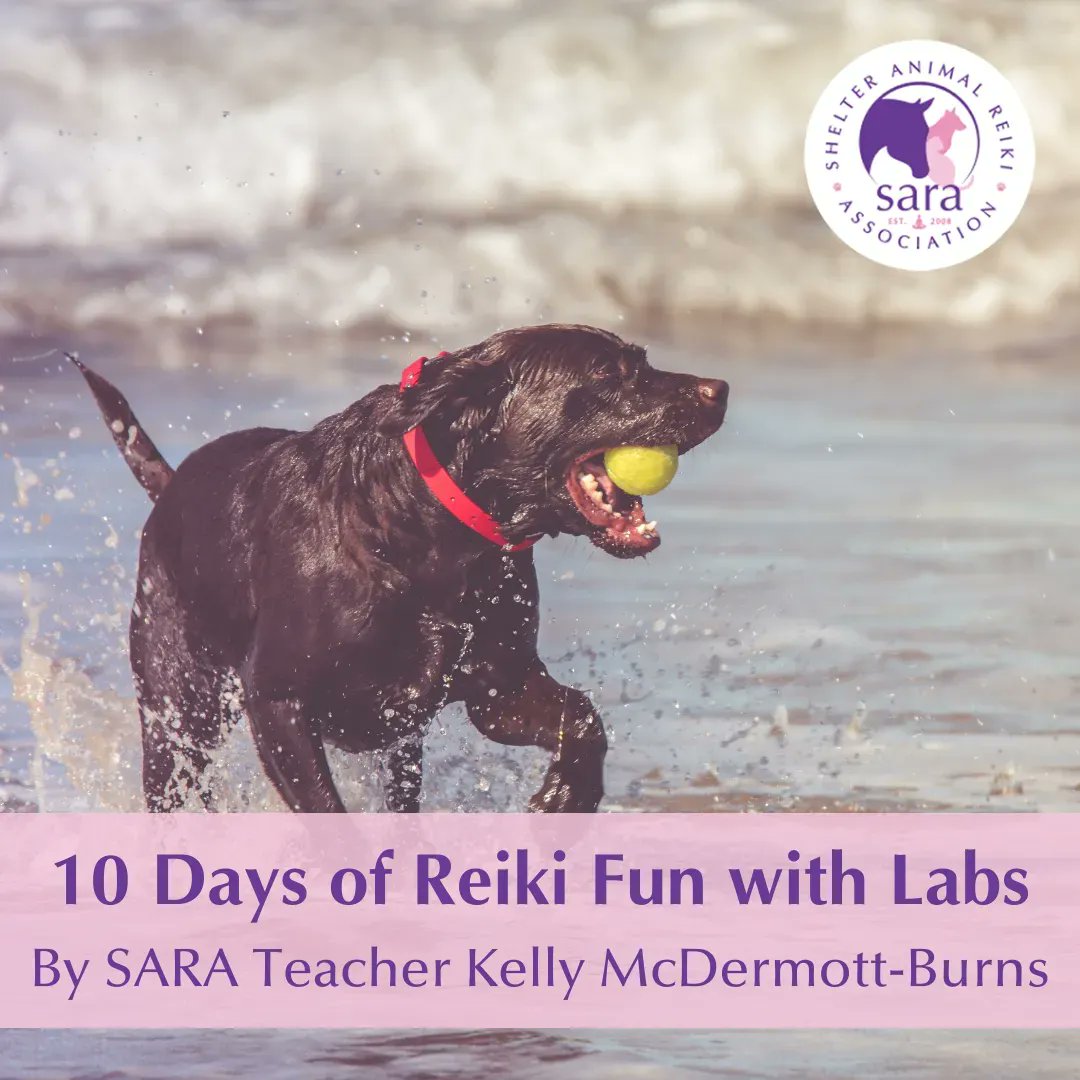 SARA_news's tweet photo. After 10 days of Reiki sessions, the black labs were noticeably calmer and more well-behaved! π§ββοΈπΎ Read how Reiki can help transform your dogs' wellbeing:
https://t.co/uSe8FbgzR4 #ReikiForDogs #CanineWellness #AnimalReiki https://t.co/3NUjPpNmm8