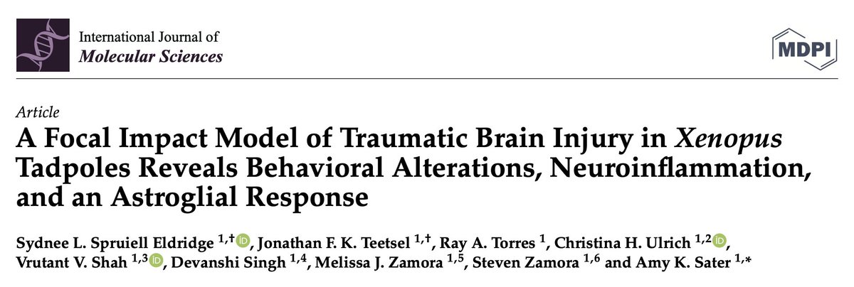 sydespie's tweet photo. 🐸🥼🧬🧠VERY excited to announce that our manuscript was published in @IJMS_MDPI @JonathanTeetsel @SaterAmy 

It is now online and #openaccess @MDPIOpenAccess, check it out: https://t.co/qfB3T0ctuw

#science #xenopus #TBI #research #neuroscience #glia #astrocytes #microglia https://t.co/HtjU9VvkIw
