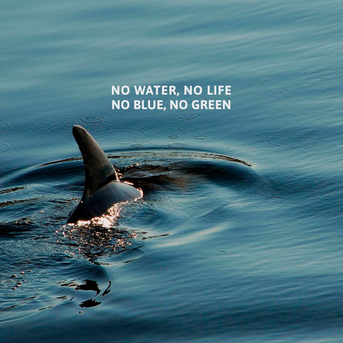 Nothing soothes the soul like a day by the water.🐳🐋
<a href="/HydroWhalesClub/">Hydro Whales DAO</a>