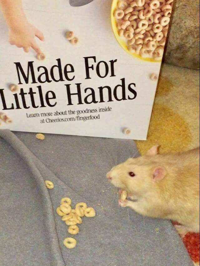 Sukiyama's tweet photo. The only brand that really cares about your rattos ~
#ratmeme #rat #cuteart https://t.co/gpkCKHAG0B