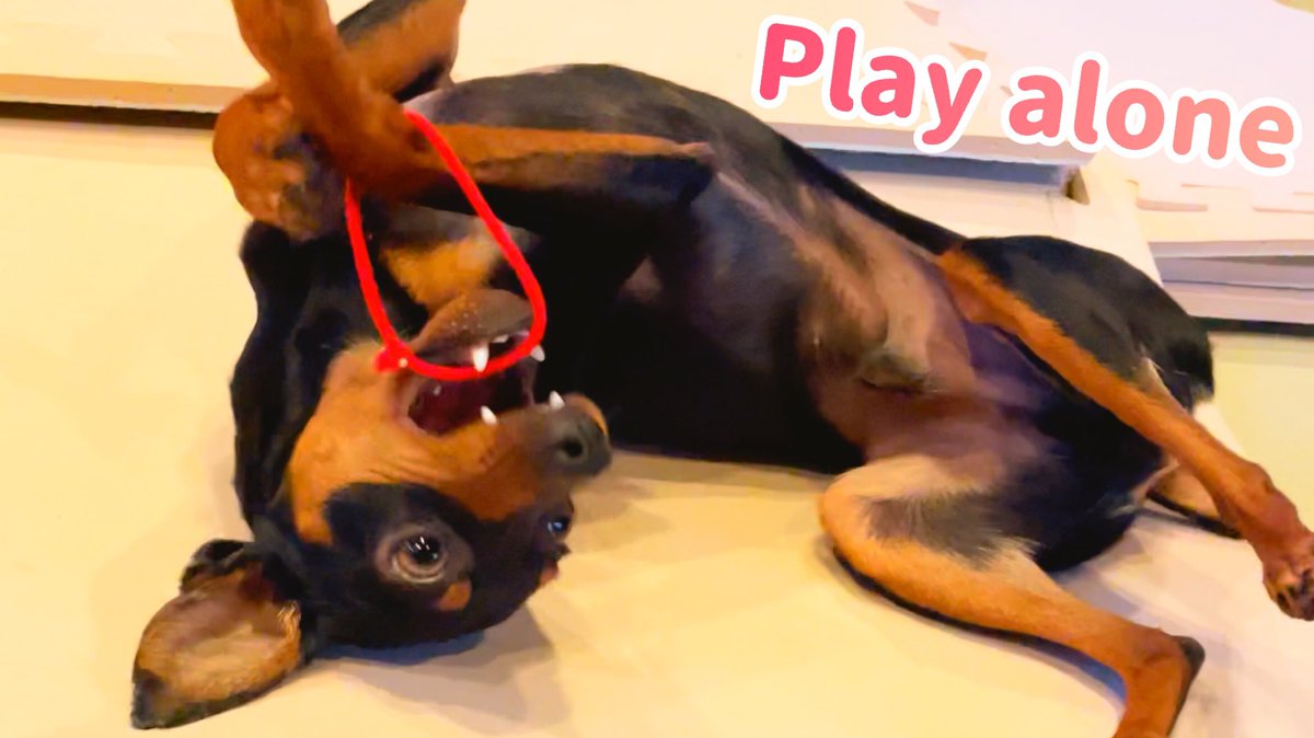 Uri_and_Taiga's tweet photo. Play alone https://t.co/JUcjRSN0ig @YouTubeより
I can play alone.
#Pet #Dog #MiniaturePinscher #MinPin #Boy #Play #PlayAlone #HairTie #MyTime #ペット #犬 #ミニチュアピンシャー #ミニピン #男の子 #遊び #一人遊び #ヘアゴム #自分時間 https://t.co/uuC8PCzZMW