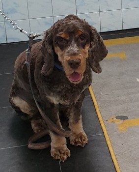 millypod1's tweet image. 🆘12 JULY 2022 #Lost BERTIE #ScanMe #Tagged 
Cocker Spaniel Male. LEAD STILL ATTACHED
Cemetery Lane #Wymondham #Norfolk #NR18
SIGHTINGS PLZ ☎️07738 378380
doglost.co.uk/dog-blog.php?d…