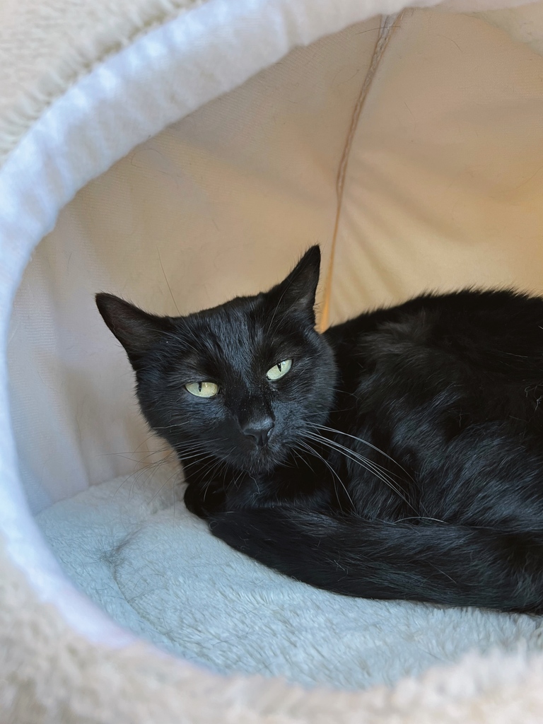 Bear and Bagheera were best friends when they showed up here, and they finally got adopted together!

Bear is a two-year-old cutie who loves being brushed. Bagheera is a year older, a little shyer, and just as sweet.

ADOPTED

Use the link in our bio to meet our other cuties.