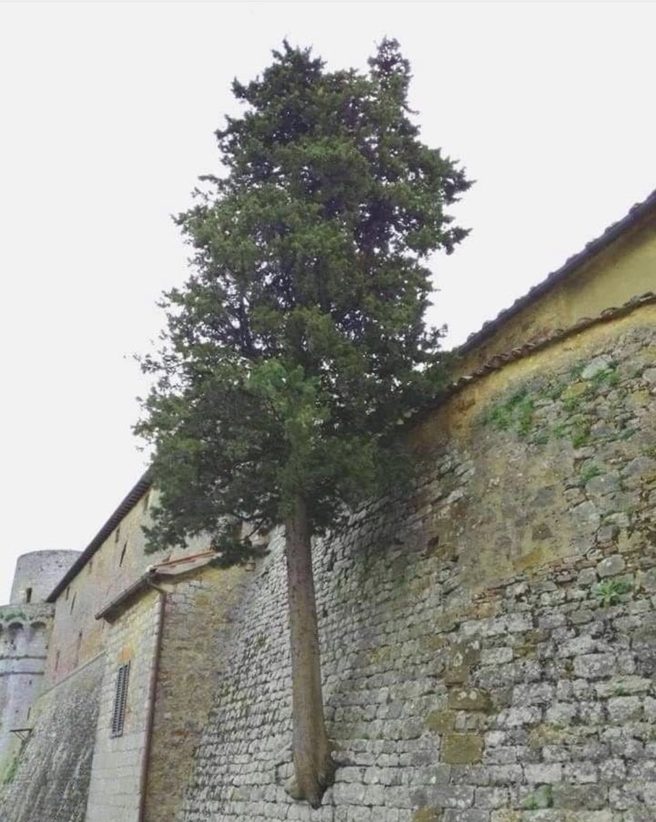 "Je vois partout dans la nature, par exemple dans les arbres, la capacité d'expression et, pour ainsi dire, une âme." 
Vincent Van Gogh -