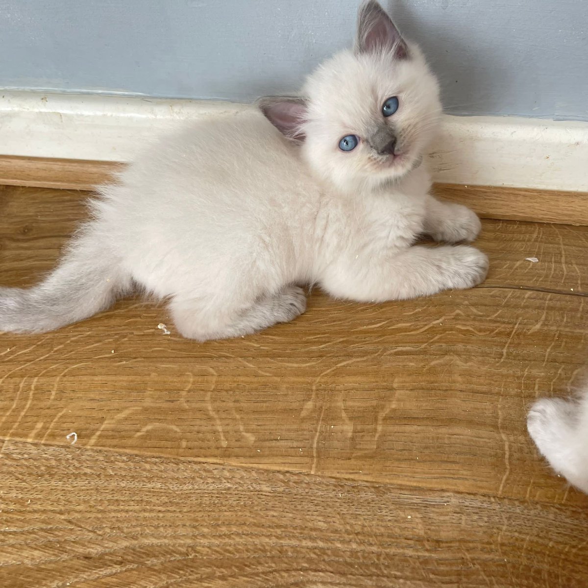 SummerHelenaa's tweet photo. I am SO excited to bring you home my babies… just need names 💕 https://t.co/xzb7RngXRt