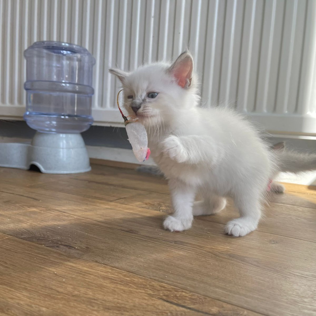 SummerHelenaa's tweet photo. I am SO excited to bring you home my babies… just need names 💕 https://t.co/xzb7RngXRt
