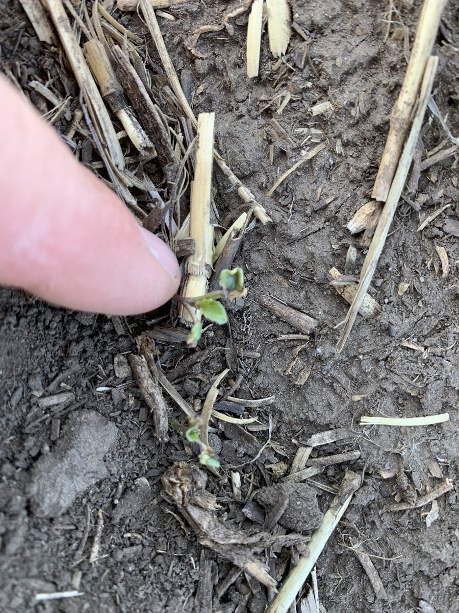 bscomet22's tweet photo. 🔵🔵

Canola delayed (10 days+ ???)  by being born w no 👂 s

Is now 20-50%  flower during plus 30C week 

That sucks 

☃️ 🔥 https://t.co/CW27wHmTL2
