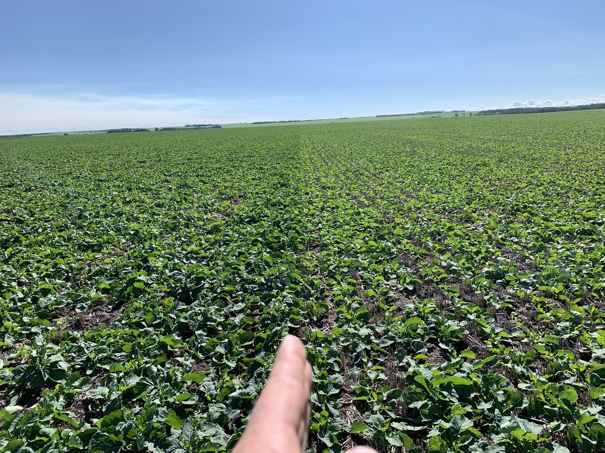 bscomet22's tweet photo. 🔵🔵

Canola delayed (10 days+ ???)  by being born w no 👂 s

Is now 20-50%  flower during plus 30C week 

That sucks 

☃️ 🔥 https://t.co/CW27wHmTL2