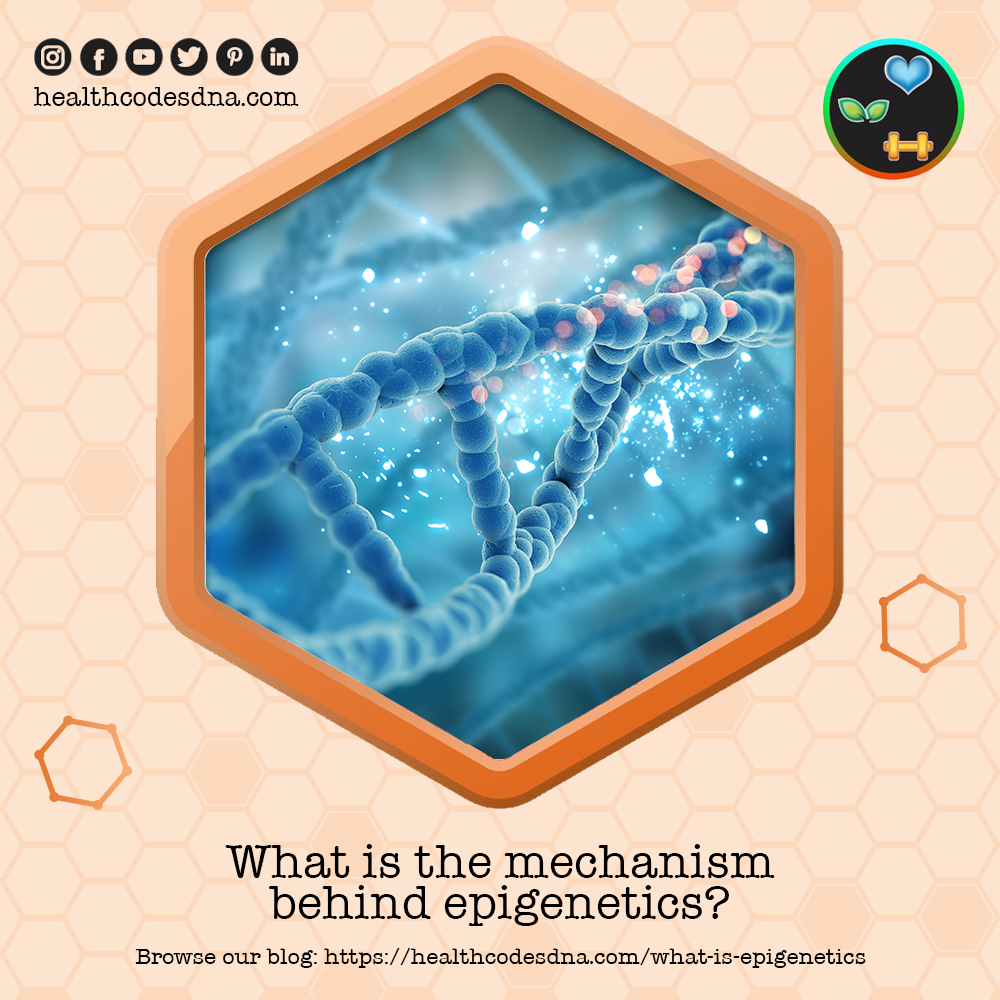 HealthCodesDNA's tweet image. The study of epigenetics focuses on how a person's environment and behavior may cause changes that affect the way their genes work! ✔️

➡️ Read more about epigenetics at: healthcodesdna.com/what-is-epigen…

.
.
.
.
.
#dnatesting #dna #wellnessjourney #wellness #health
