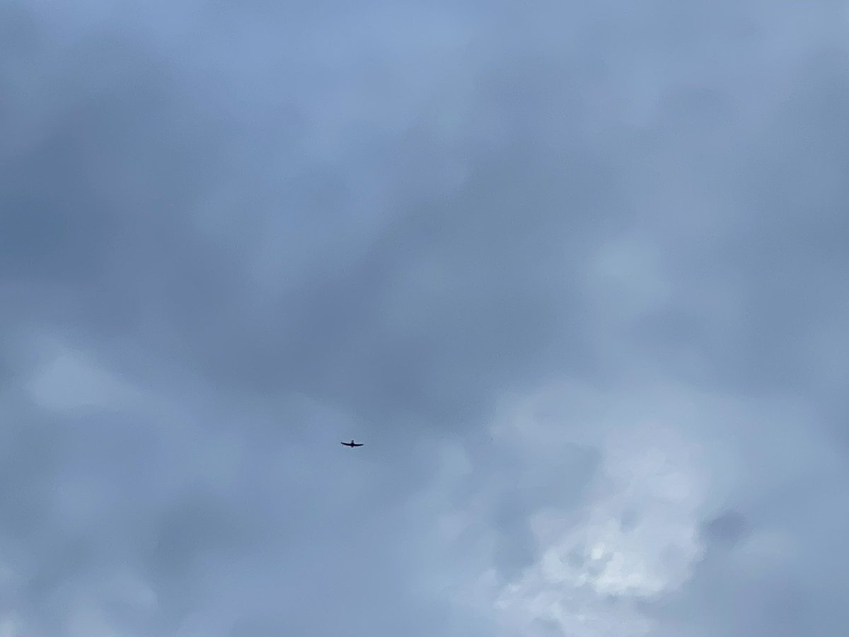 Haarapääsky. Vapauttavaa katsella pääskyn syöksyä ja hyönteisten metsästystä ilmatilassa. Välillä yksin, välillä tiimissä, etsien saalista tai liittämisen vapautta. Tasapainoillen liittämisen ja syöksyn välillä. Miten ihmeessä oppisi toimimaan samalla tavalla omassa elämässä?