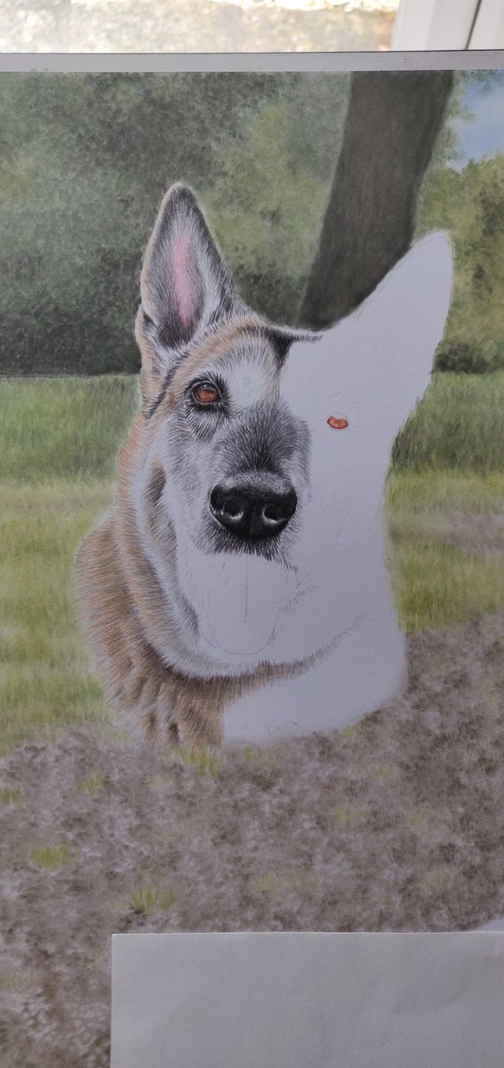 NikiFirmin's tweet photo. More progress on my latest @ProjectK9Hero memorial portrait.
 K9 Dutch's gorgeous face appearing from the page now 💕🌈🐕‍🦺🐾x

@K9Magazine @thedogman_918 @EPDogs @ERPDF @PoliceK9sandMWD @k9_retired @AssociationRPDs 
#memorialportrait #k9hero #retiredPD https://t.co/lYfCgcB0tT