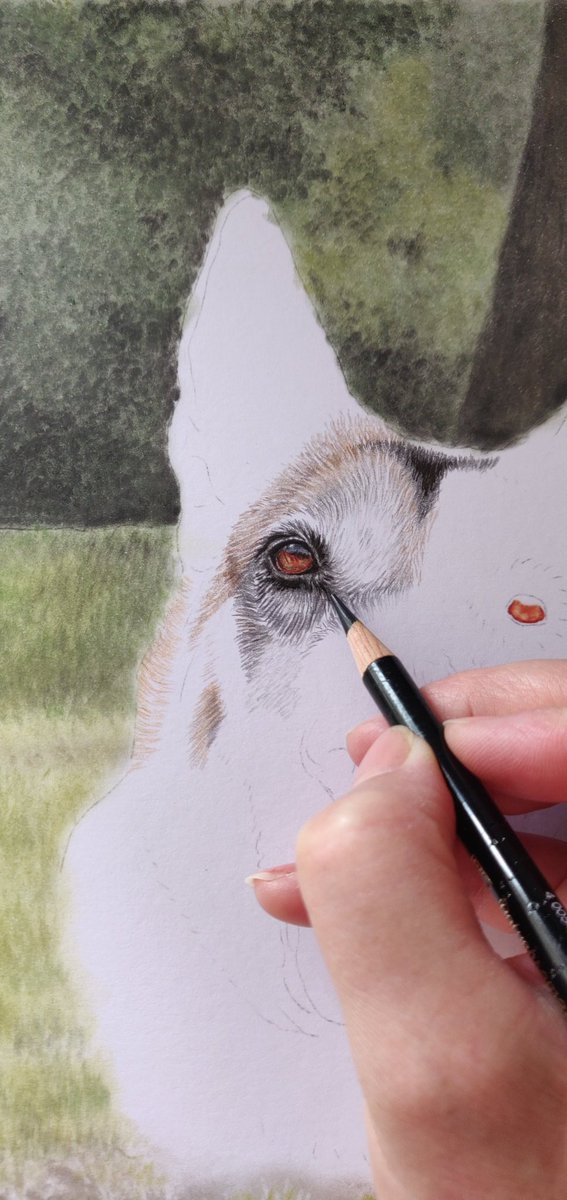 NikiFirmin's tweet photo. More progress on my latest @ProjectK9Hero memorial portrait.
 K9 Dutch's gorgeous face appearing from the page now 💕🌈🐕‍🦺🐾x

@K9Magazine @thedogman_918 @EPDogs @ERPDF @PoliceK9sandMWD @k9_retired @AssociationRPDs 
#memorialportrait #k9hero #retiredPD https://t.co/lYfCgcB0tT
