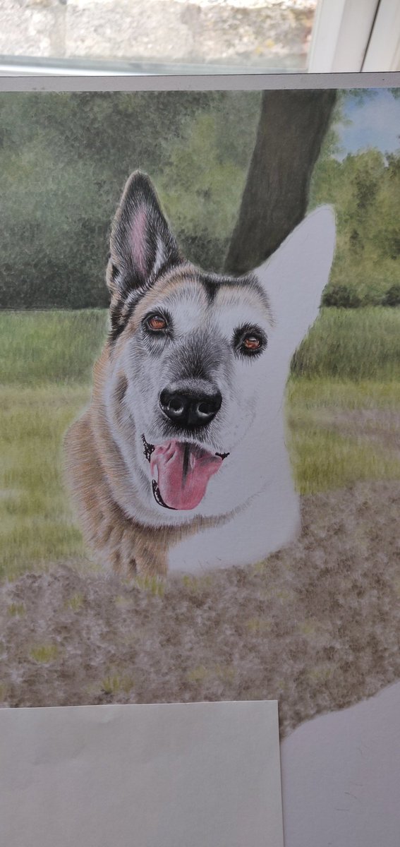 NikiFirmin's tweet photo. More progress on my latest @ProjectK9Hero memorial portrait.
 K9 Dutch's gorgeous face appearing from the page now 💕🌈🐕‍🦺🐾x

@K9Magazine @thedogman_918 @EPDogs @ERPDF @PoliceK9sandMWD @k9_retired @AssociationRPDs 
#memorialportrait #k9hero #retiredPD https://t.co/lYfCgcB0tT